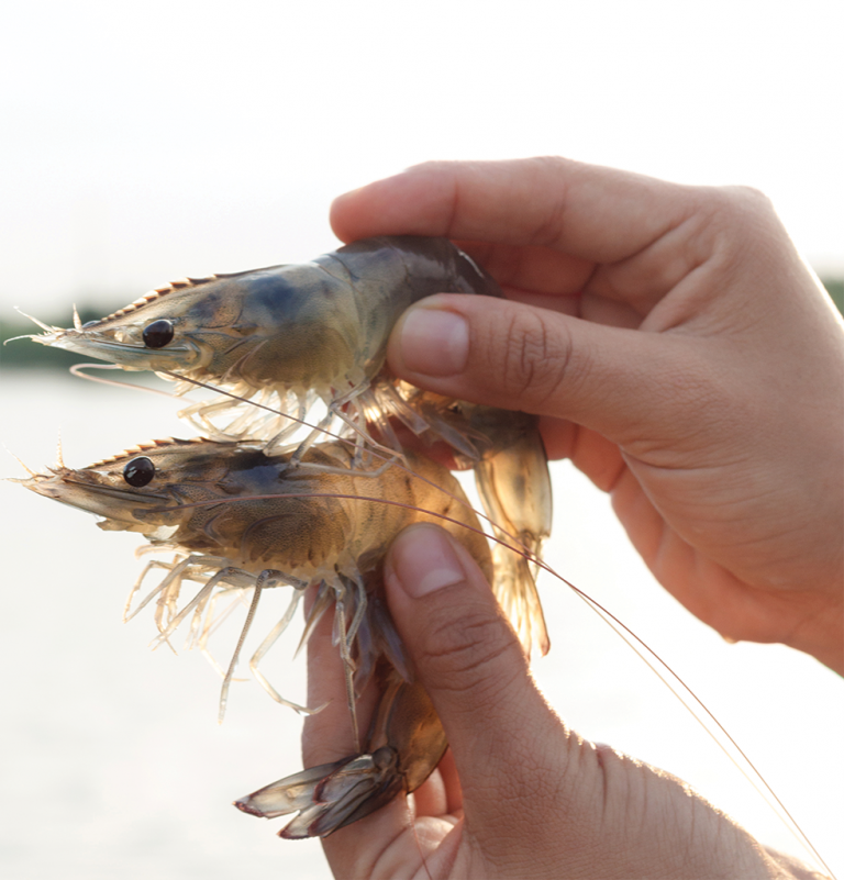 Mano con 2 camarones.psd